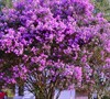 Twilight Crape Myrtle