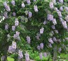 Blue Moon Wisteria