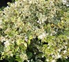 Lemons And Lime Abelia