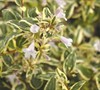 Lemons And Lime Abelia