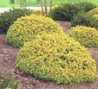 Abelia Kaleidoscope Picture