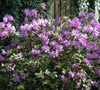 Formosa Azalea