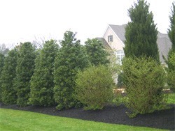 Mixed screen planting