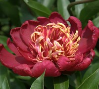 Charles Burgess Peony Picture