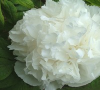 Luster Of Jade Chinese Tree Peony Picture