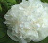 Luster Of Jade Chinese Tree Peony