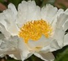 Krinkled White Herbaceous Peony