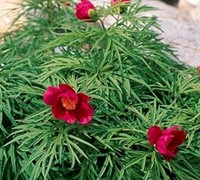 Little Red Gem  Herbaceous Peony Picture
