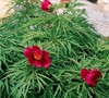 Little Red Gem  Herbaceous Peony