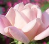 Georgia Peach Shrub Rose