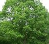 Chinquapin Oak Tree