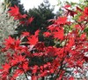 Oshio-Beni Japanese Maple