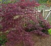 Red Dragon Japanese Maple
