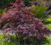 Red Dragon Japanese Maple