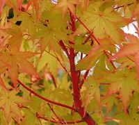 Coral Bark Japanese Maple Picture