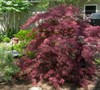 Tamukeyama Japanese Maple