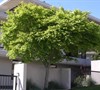 Common Japanese Maple