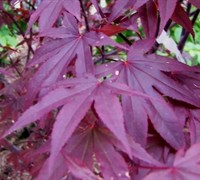 Bloodgood Japanese Maple Picture
