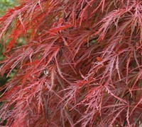 Crimson Queen Japanese Maple Picture