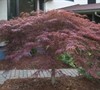 Inaba Shidare Japanese Maple Picture