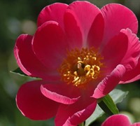 Friendship Peony Picture