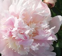 Petticoat Flounce Peony Picture