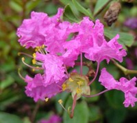 Rosey Carpet Crape Myrtle Picture