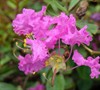 Rosey Carpet Crape Myrtle