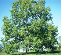 Chinkapin Oak Picture