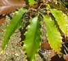 Chinkapin Oak