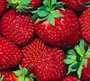 All Star Strawberry