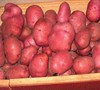 Red Norland Potato