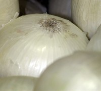 Ebenezer White Onion Picture