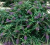Purple Haze Dwarf Butterfly Bush