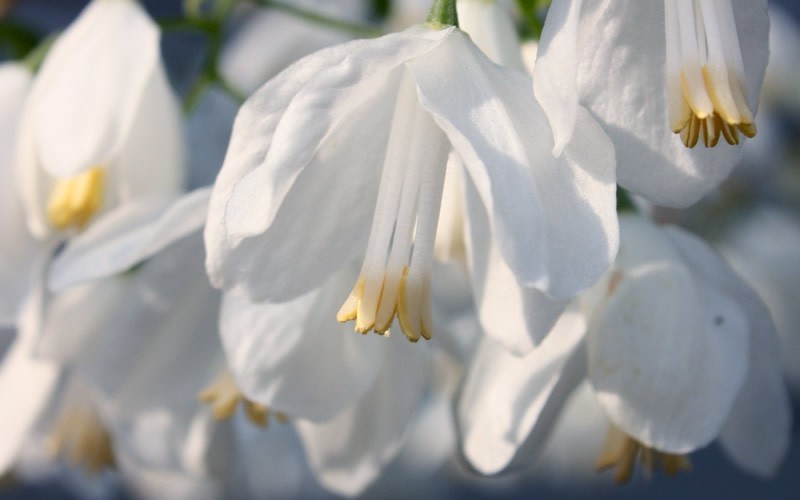 American Snowdrop Tree