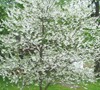 American Snowdrop Tree