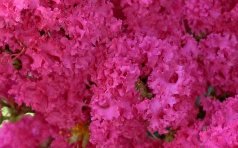 Raspberry Dazzle Dwarf Crape Myrtle Picture