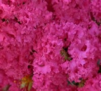 Raspberry Dazzle Dwarf Crape Myrtle Picture