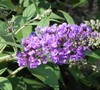 Buzz Violet Dwarf Butterly Bush