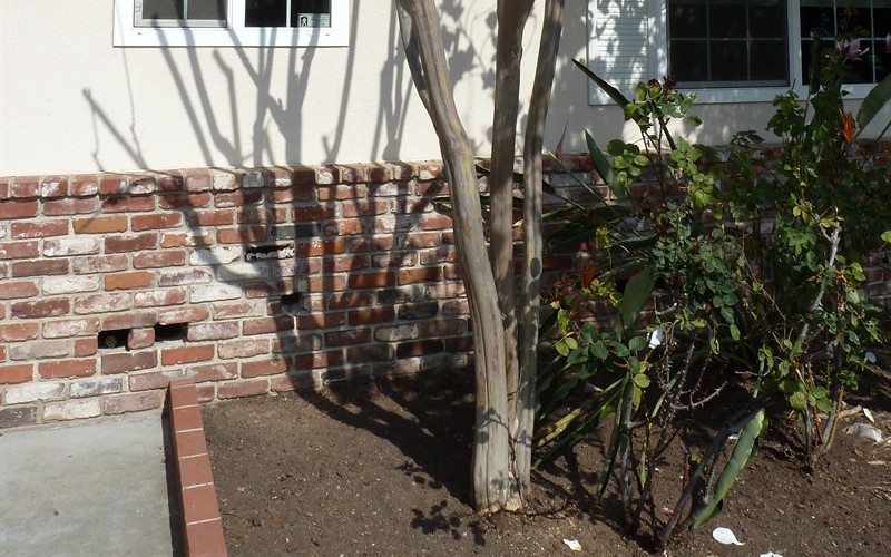 Older, Tall Crape Myrtle Pruned To Death? Picture