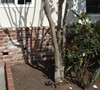 Older, Tall Crape Myrtle Pruned To Death? Picture