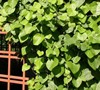 Aristolochia Tomentosa (Pipevine)