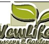 New Life Nursery & Garden sells Pink Diamond Hydrangea