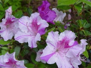 'Autumn Twist' Encore Azalea