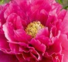 Black Dragon Chinese Tree Peony