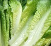Romaine Lettuce