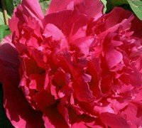 Number One Scholars Red Tree Peony Picture