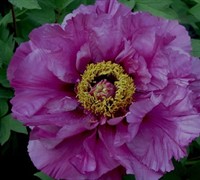 Big Deep Purple Tree Peony Picture