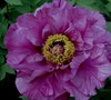 Big Deep Purple Tree Peony