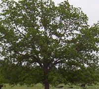 Stewart Pecan Tree Picture